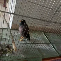 پرنده|پرنده|کرج, شاهینویلا|دیوار