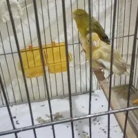 نروماده آماده واسه جوجه به