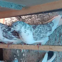 کفتر یا کبوتر|پرنده|رودهن, |دیوار