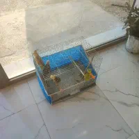 سه تا عروس هلندی خوب