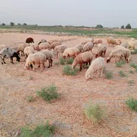 گوسفند برای فروش|حیوانات مزرعه|اهواز, الهائی|دیوار