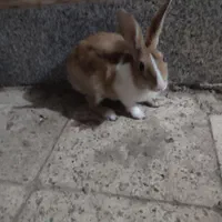 خرگوش بالغ ماده