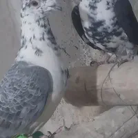 نرو ماده سینه سفید