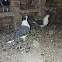 کفتر ساده کاکل|پرنده|سراوان, |دیوار