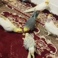 تعدادی عروس هلندی نرو ماده|پرنده|تبریز, |دیوار