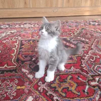 گربه بیریتش نر