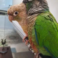 پرنده گرینچیک سخنگو|پرنده|آران و بیدگل, |دیوار