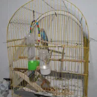 مرغ عشق|پرنده|گوراب زرمیخ, |دیوار