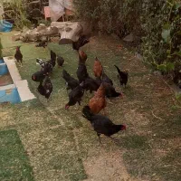 خروس سیاه|پرنده|کرج, شهرک احمدیه‎|دیوار