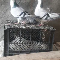 رنگی جفت سینه کوهی و جفت پرستو و پلاکی|پرنده|شوشتر, |دیوار