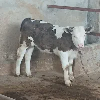گوساله های شیر مست