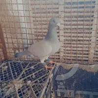 مسافتی کبوتر بی خط