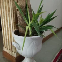 یوکا تنه دار سن بالا سرحال و ی دونه مانسترای ابلغ