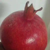 انار ممتاز  ارسال به همه جای شهر قم وشهرهای اطراف|خوردنی و آشامیدنی|کهک, |دیوار