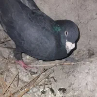 کفتر|پرنده|هامون, |دیوار