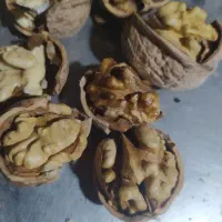 گردو تازه درجه یک عالی