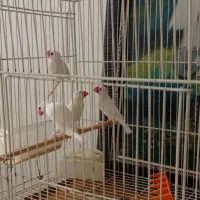 عروس هلندی کوتوله فنچ|پرنده|سبزوار, کهنه آب|دیوار