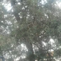 کبوتر