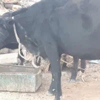 فروش گاو ابستن و گوساله