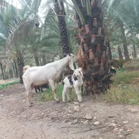 بز خوب عالی