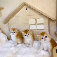 گربه‌های خوشگل و اصیل