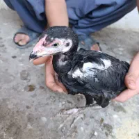 خروس لاری جوجه