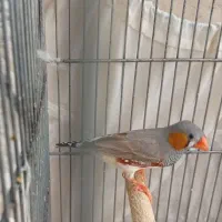 (فنچ زبرا نر)