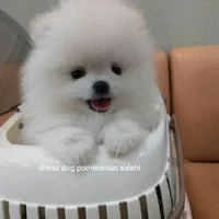 پامرانین جیبی|سگ|شیراز, اصلاح‌نژاد|دیوار