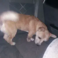 سگ پاکوتاه،نژادپامرین