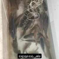 ماهی زنده|ماهی|گرگان, |دیوار