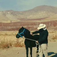 اسب زیبای پونی