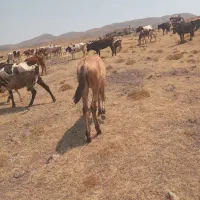 اسب یک ساله آرام