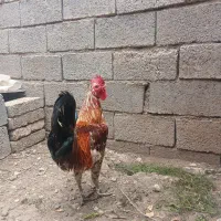 فروش خروس گلین