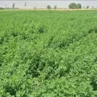 یونجا خشه (هریس)