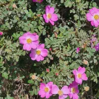 فروش خانه ویلایی مستقل