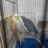 عروس هلندی مولد