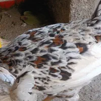 جوجه واروک گلین