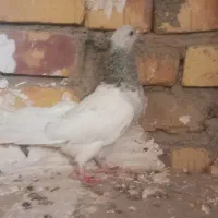 ۹عدد کفتر خوب|پرنده|تربت جام, میان جام|دیوار