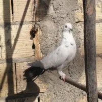 طوقی|پرنده|یزد, |دیوار
