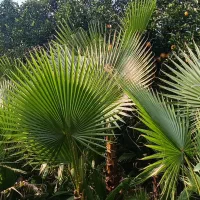 فروش پالم و فونیکس