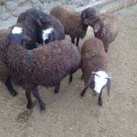 بر نر داشتی