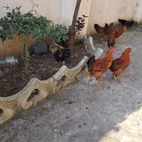 مرغ وخروس در فومن|حیوانات مزرعه|رشت, یخسازی|دیوار