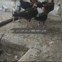 ۲۷ مرغ خروس نیمچه جوجه لاری|حیوانات مزرعه|بندرعباس, |دیوار