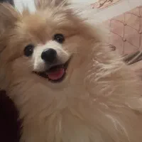 سگ پامر نر