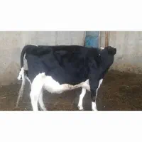 تخت شگم اول ۲۰شیر ۱۰روز زایمان کرد|حیوانات مزرعه|جوین, |دیوار