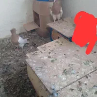 کبوتر|پرنده|جوین, |دیوار