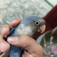 دونه ای ۱ میلیون مفت زدم