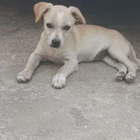 سگ پاکوتاه