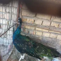 طاووس|پرنده|کاشان, فین بزرگ|دیوار