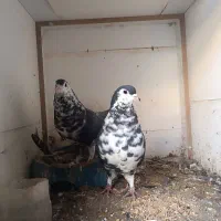 کفتر|پرنده|زرند, |دیوار